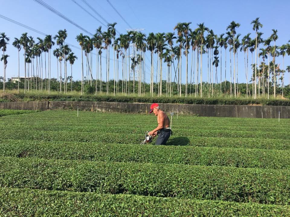 精選高山冬片茶葉