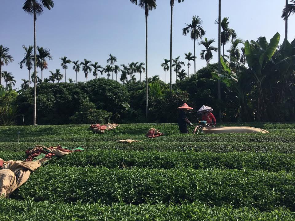 高山茶園採茶情景，濃霧籠罩的翠綠茶園