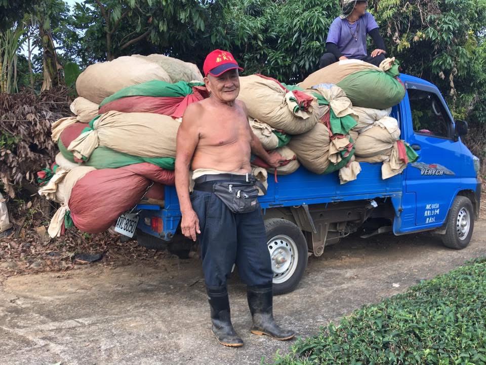 精心製作的台灣高山茶葉特寫